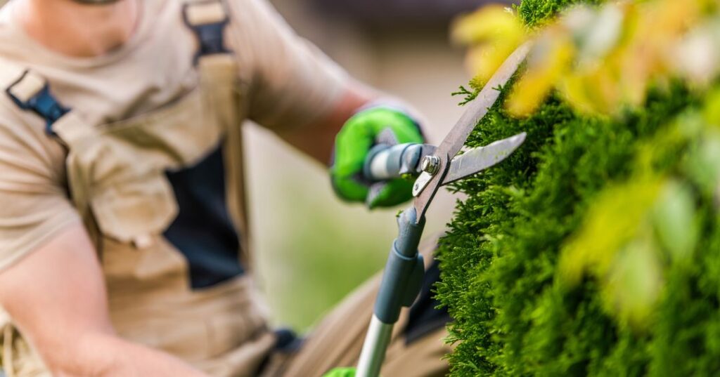 poda e plantio em Anápolis
